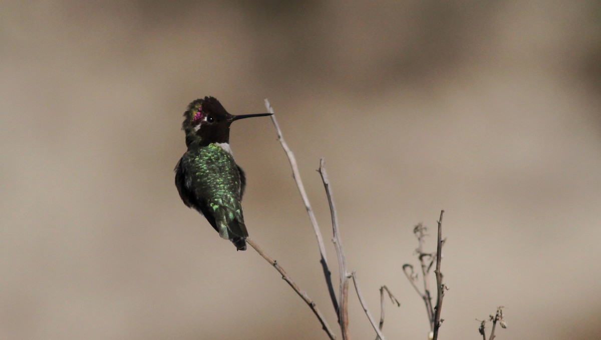 Anna's Hummingbird - ML22542011