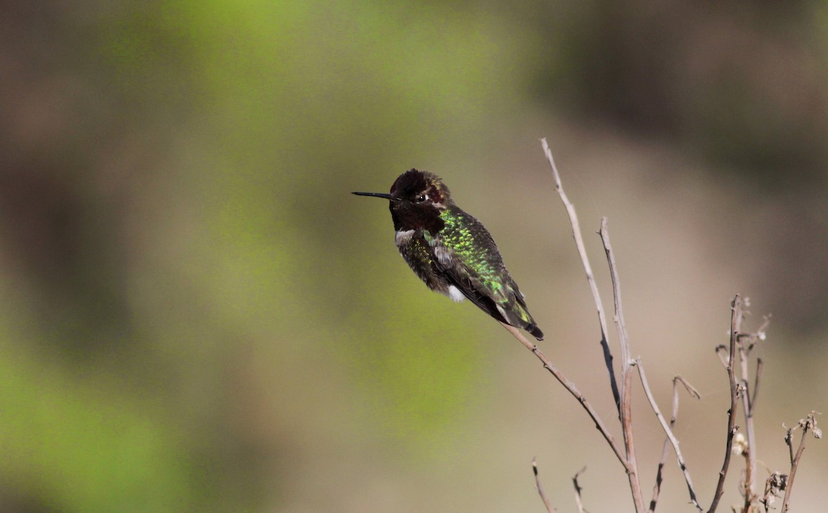Anna's Hummingbird - ML22542041