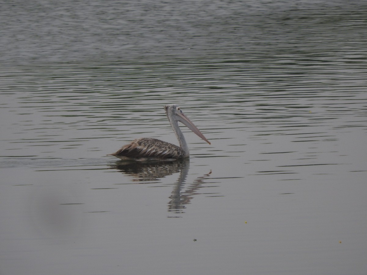 Spot-billed Pelican - ML225420581