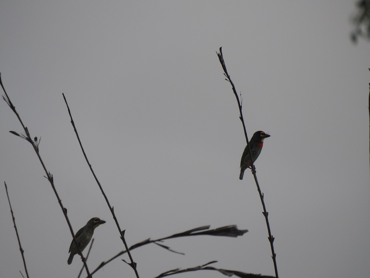 Coppersmith Barbet - ML225420741