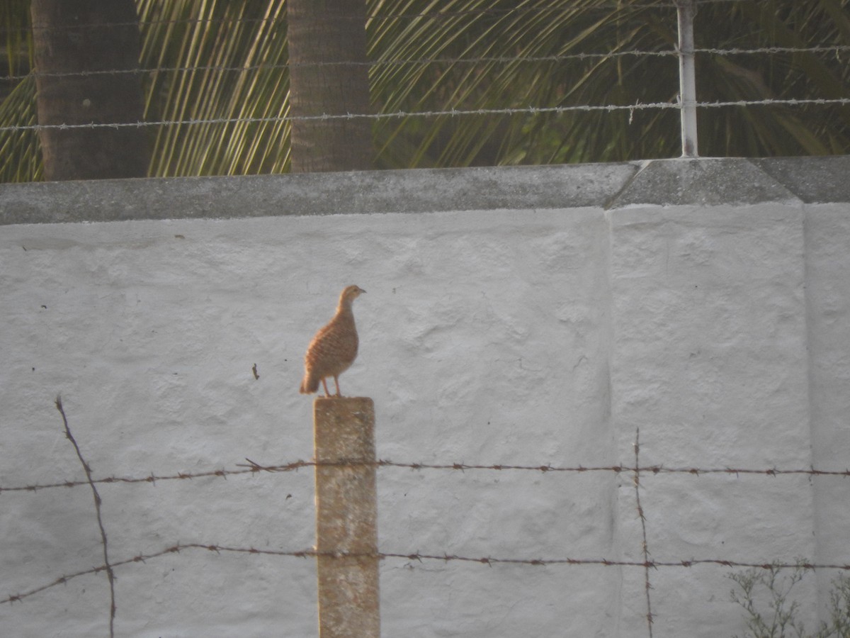 Gray Francolin - ML225420991