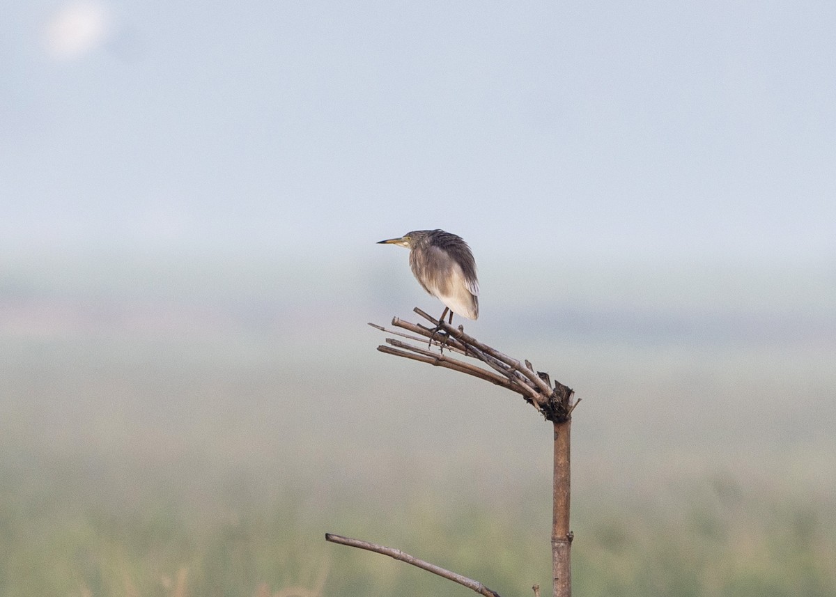 Indian Pond-Heron - ML225421041