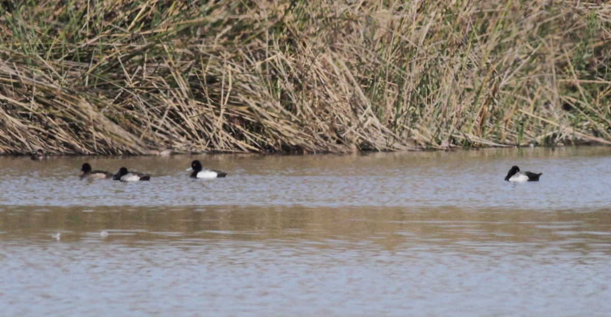 Lesser Scaup - ML22542141