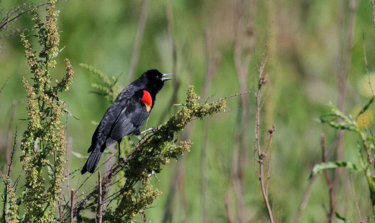 Red-winged Blackbird - ML22542171