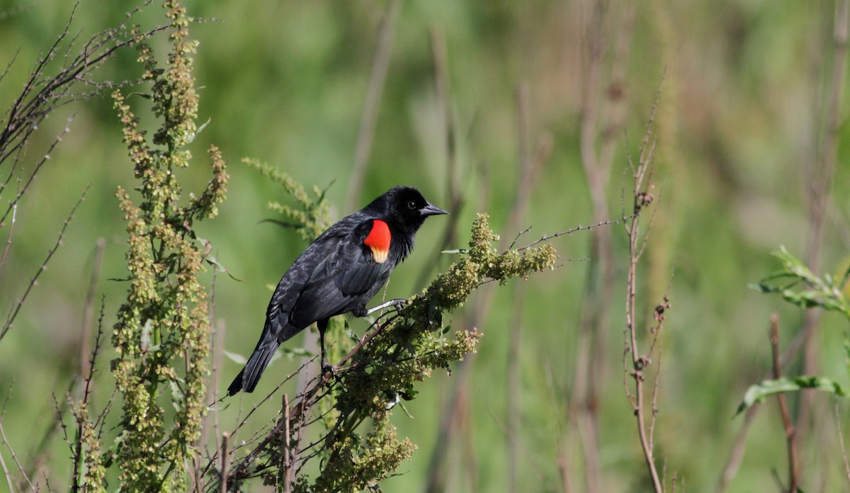 Red-winged Blackbird - ML22542181