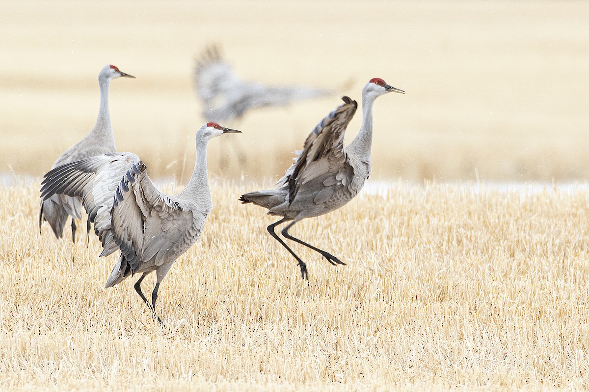 Sandhill Crane - Gerald Romanchuk