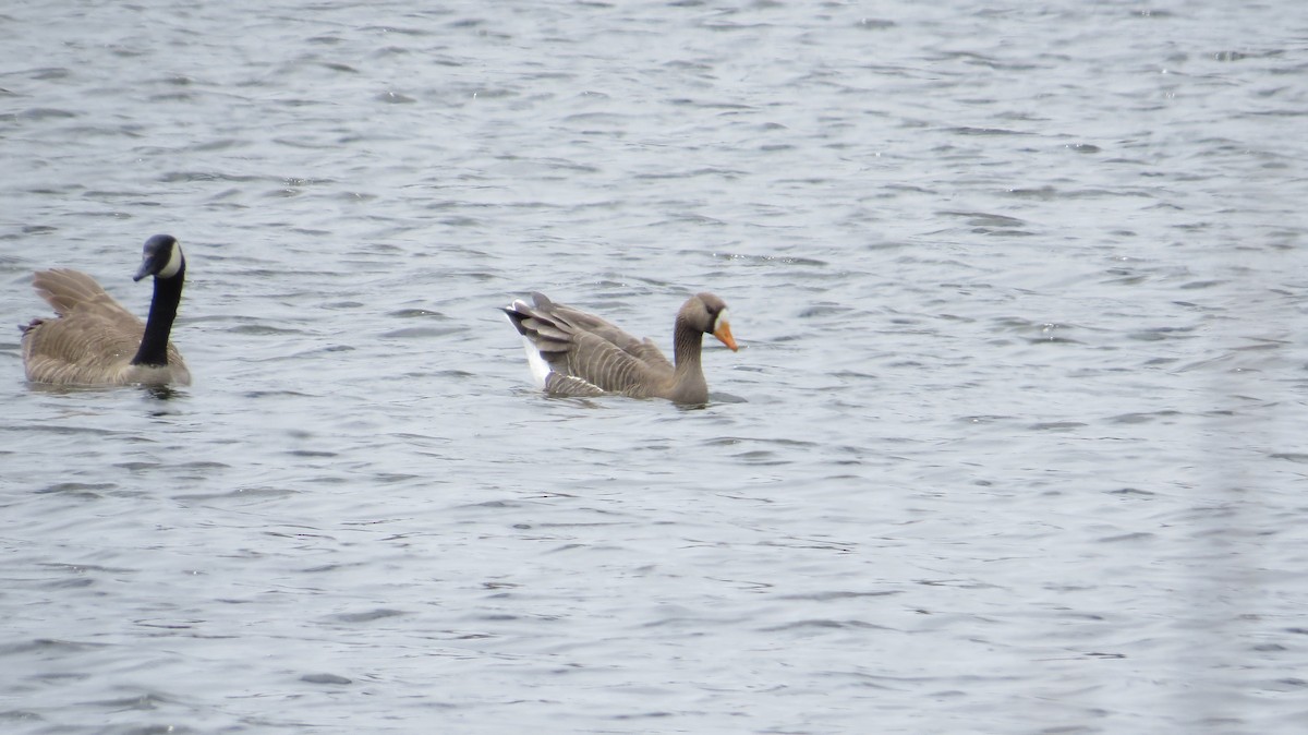 Greater White-fronted Goose - Dan J. MacNeal