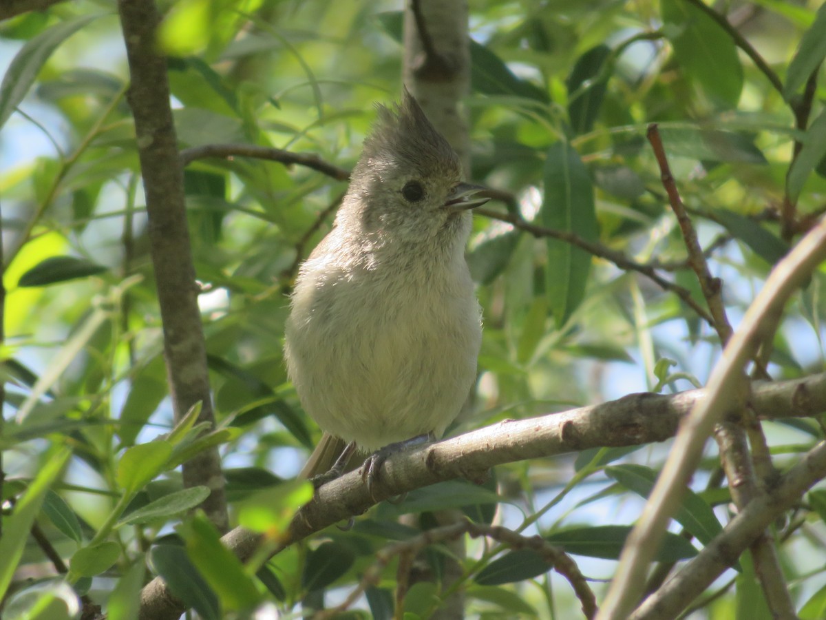 Oak Titmouse - ML225423181