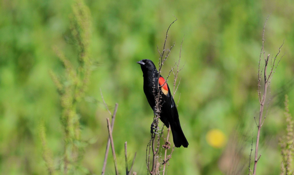 Red-winged Blackbird - ML22542321