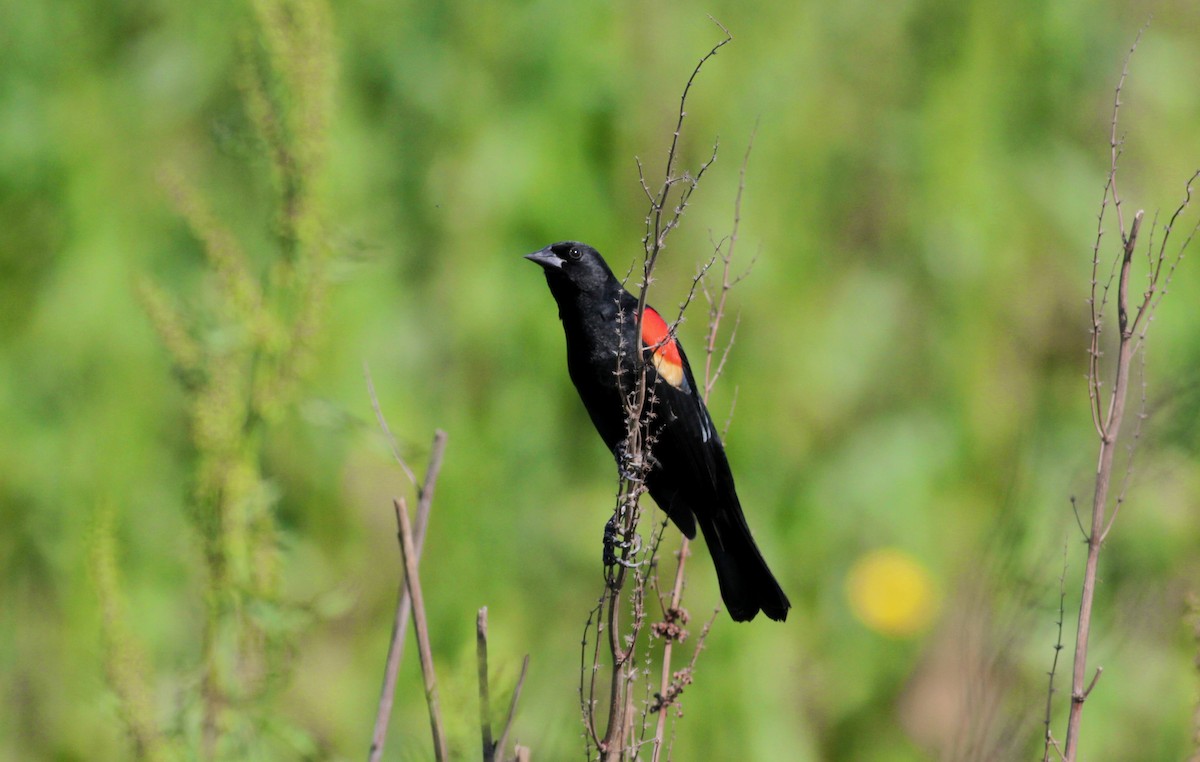 Red-winged Blackbird - ML22542331