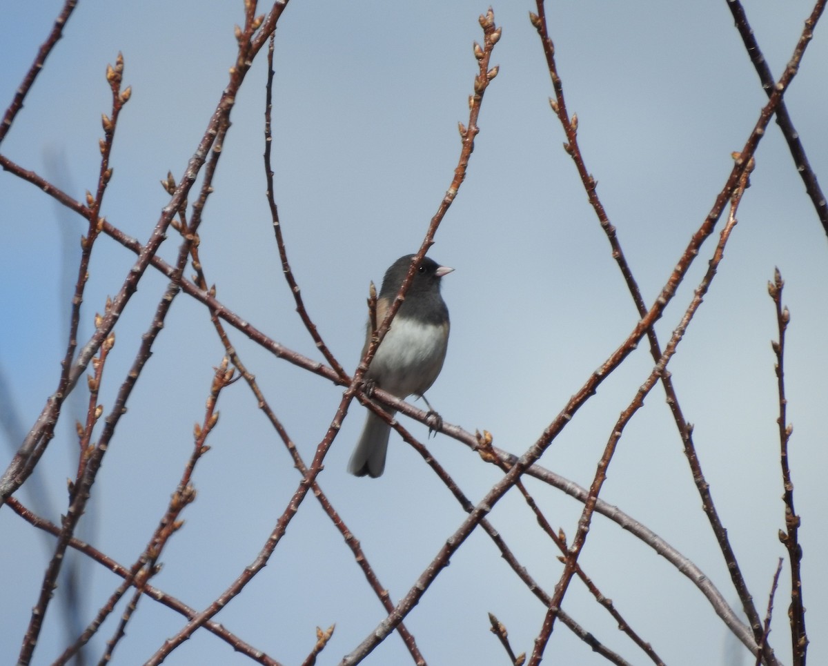 Junco ardoisé - ML225423581