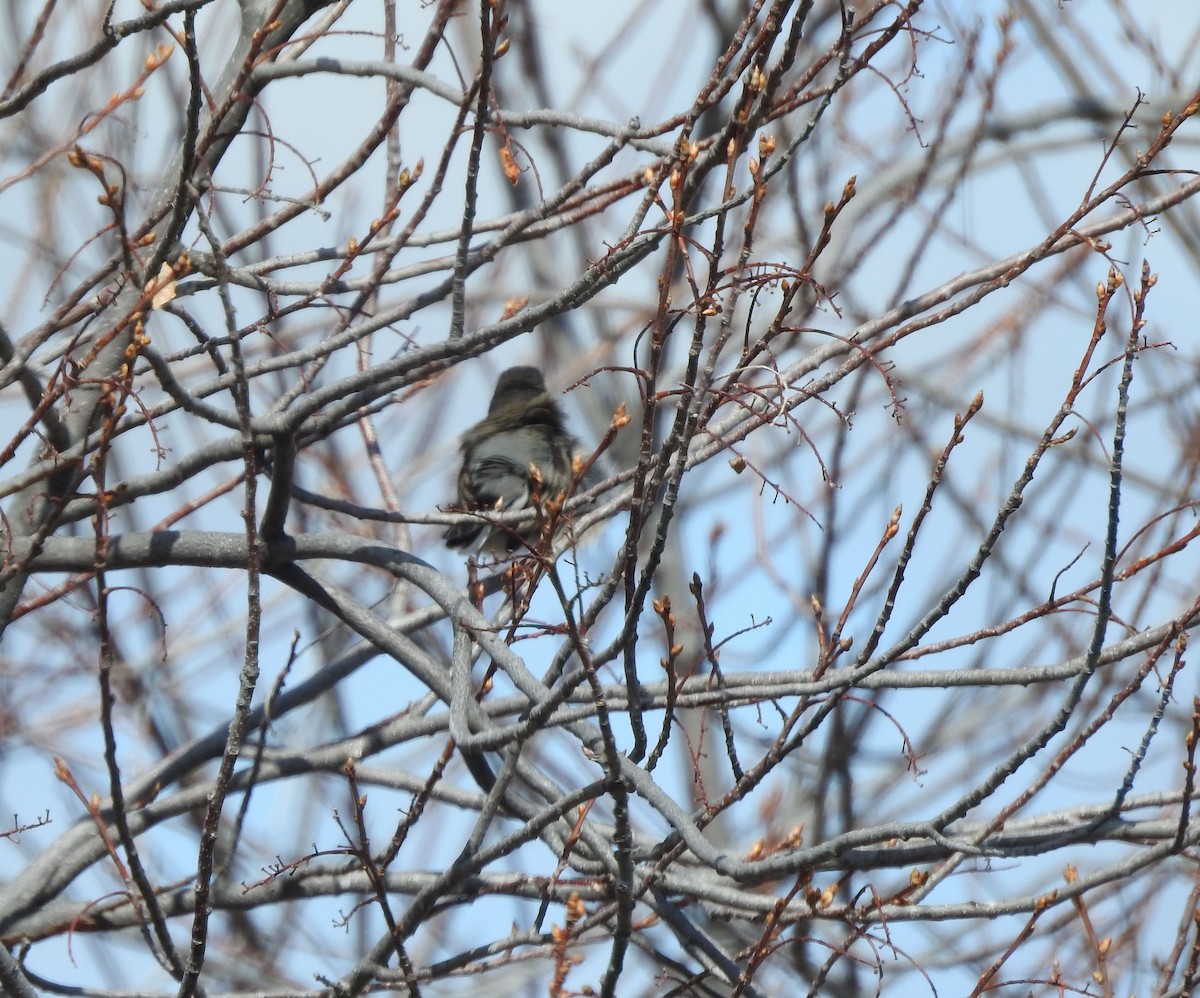 Dark-eyed Junco - Shane Sater