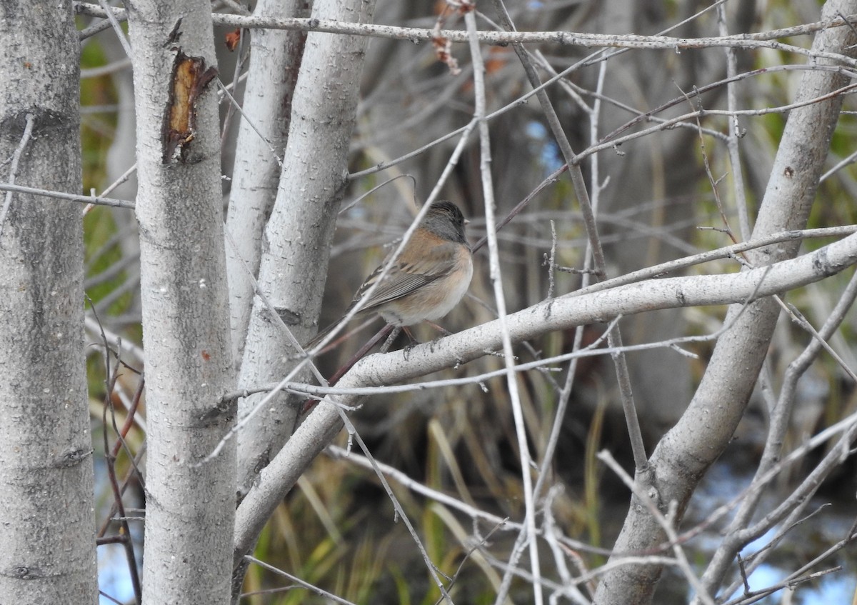 Dark-eyed Junco - Shane Sater