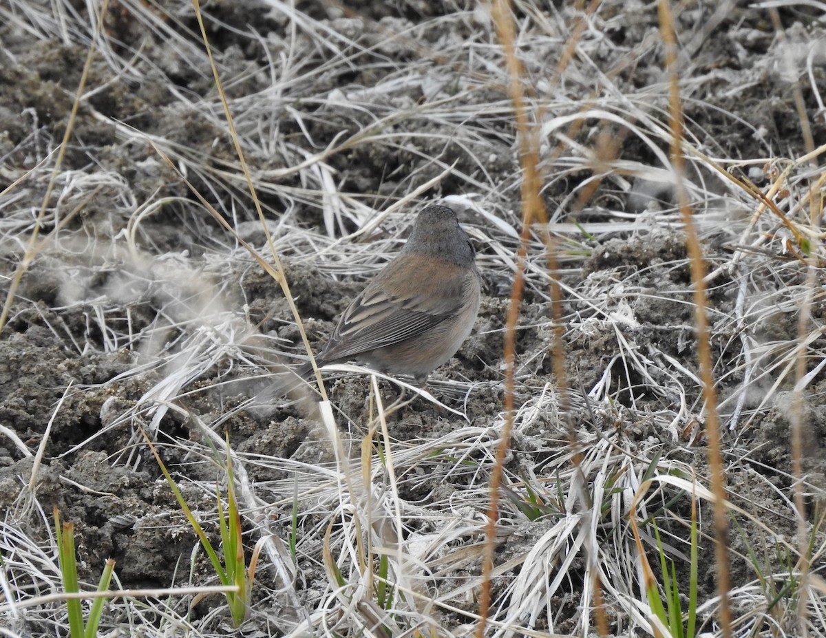 Dark-eyed Junco - Shane Sater