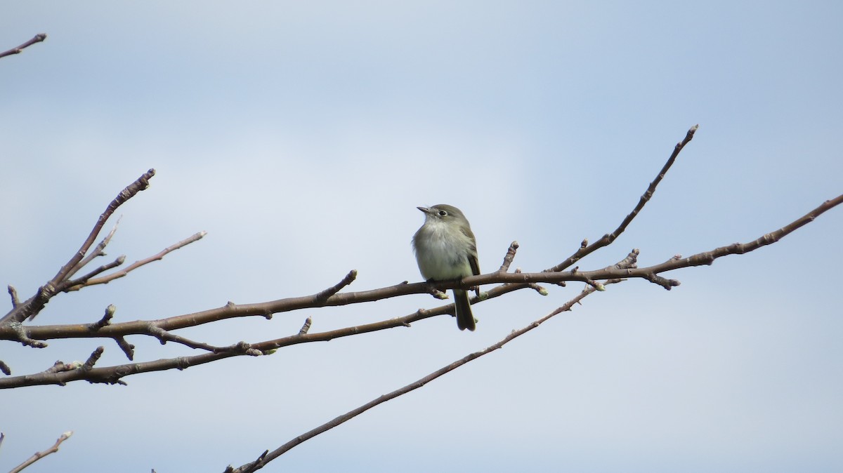 Least Flycatcher - ML22542371