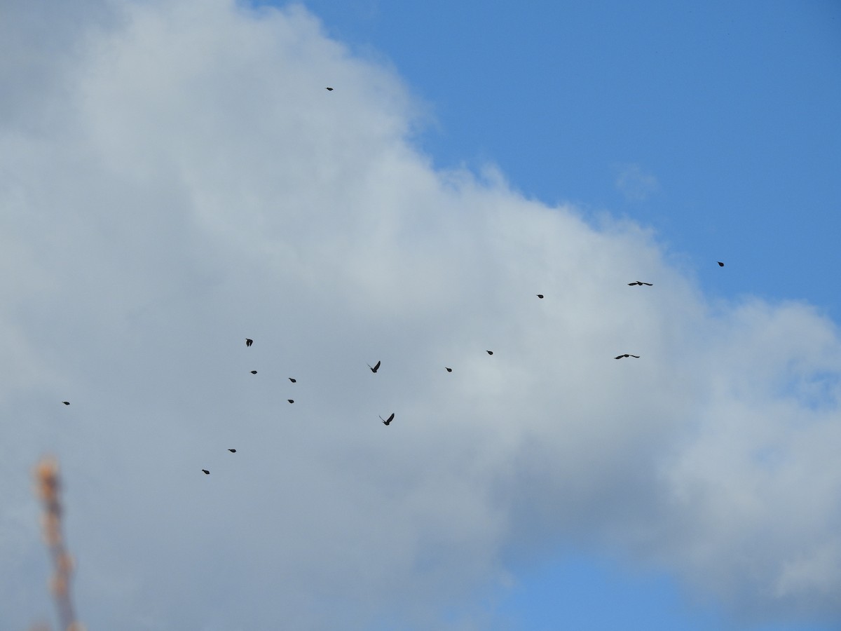 Red-winged Blackbird - ML225424571