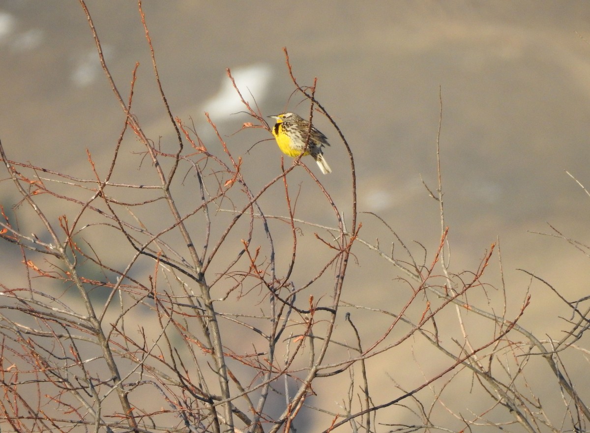 Western Meadowlark - ML225425081