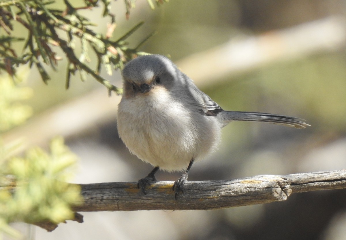 Bushtit - ML225425611