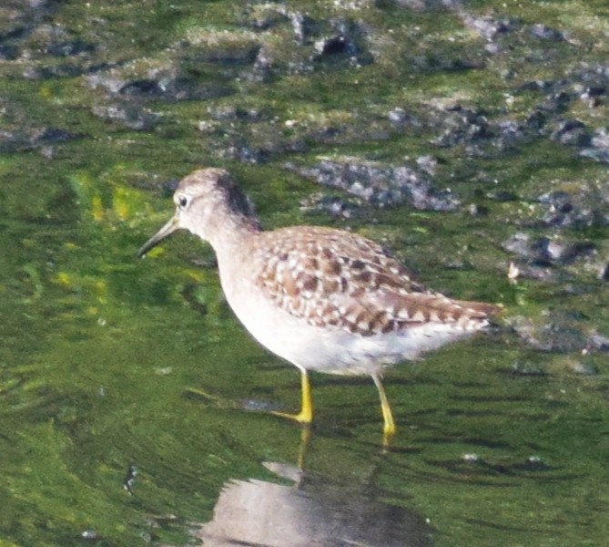 Wood Sandpiper - Kushagra Rajendra