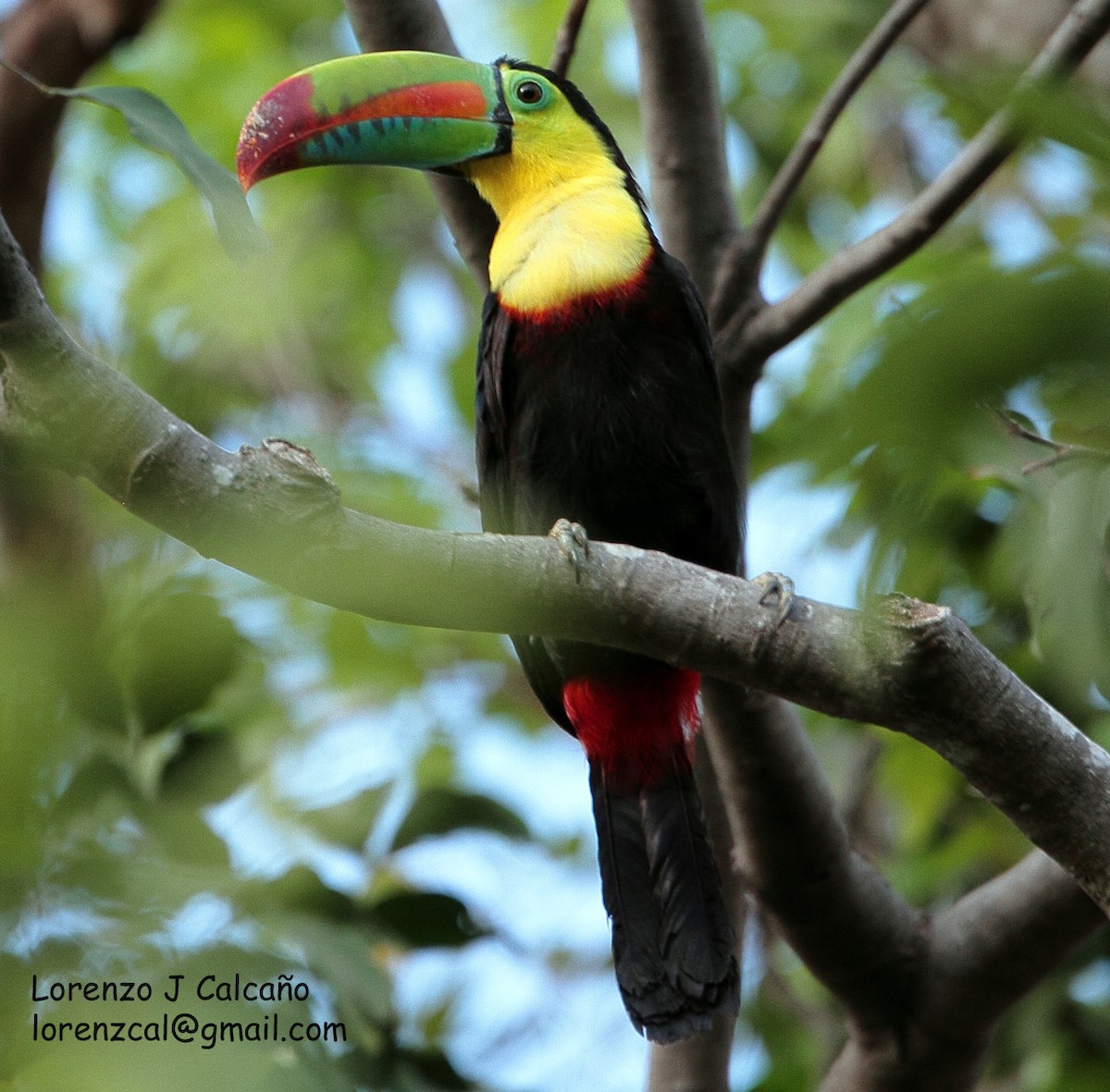 Keel-billed Toucan - ML225427281