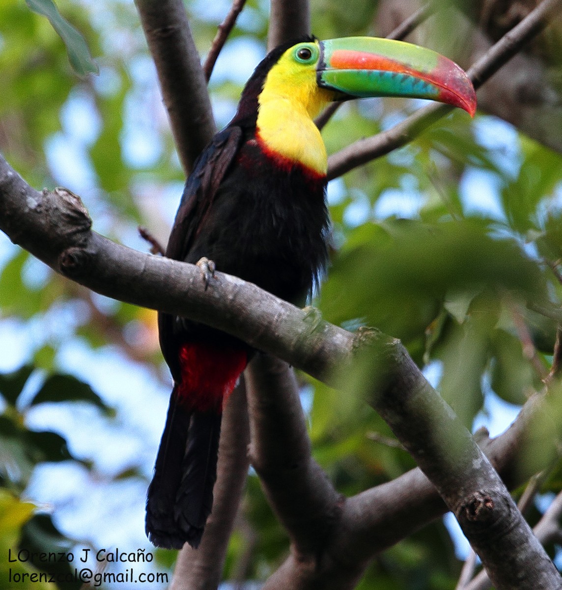Keel-billed Toucan - ML225427331
