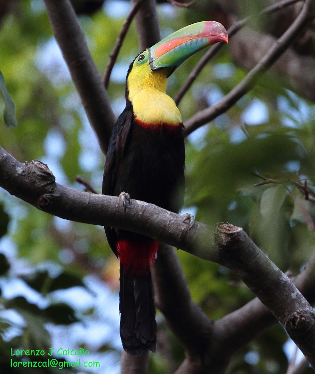 Keel-billed Toucan - ML225427351