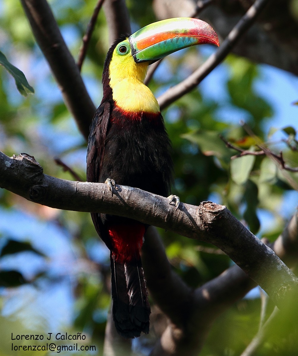 Keel-billed Toucan - ML225427381