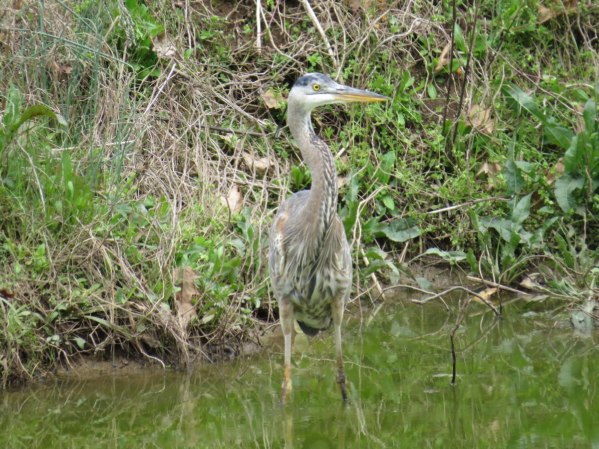 Great Blue Heron - ML225428251