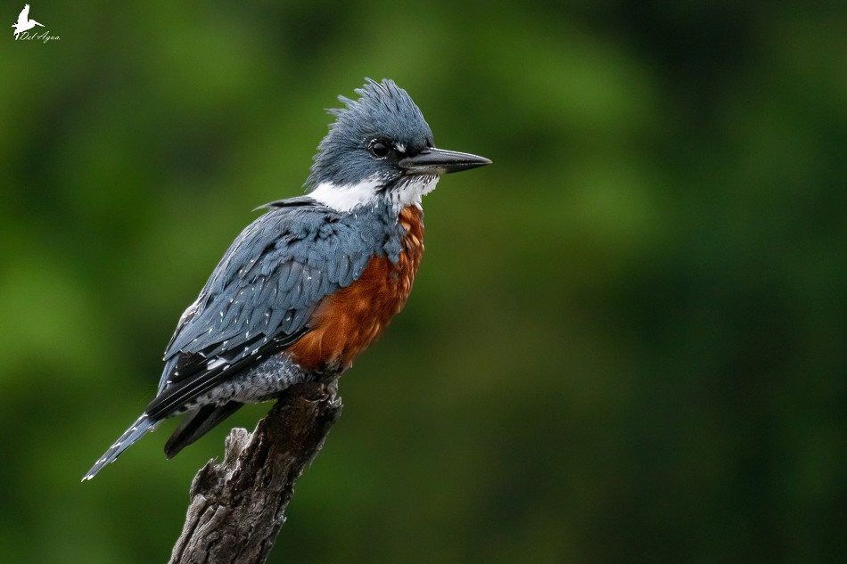 Ringed Kingfisher - Antonia Cornejo