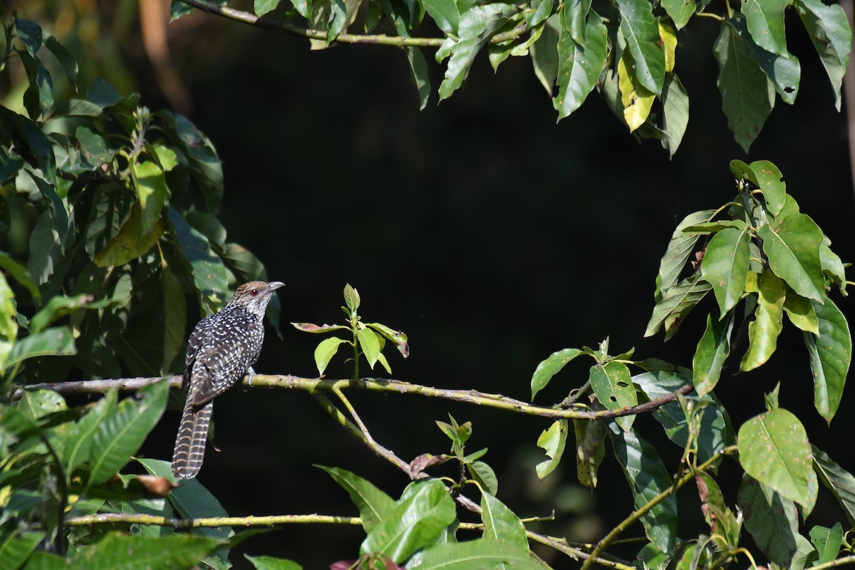 Asian Koel - ML225431861