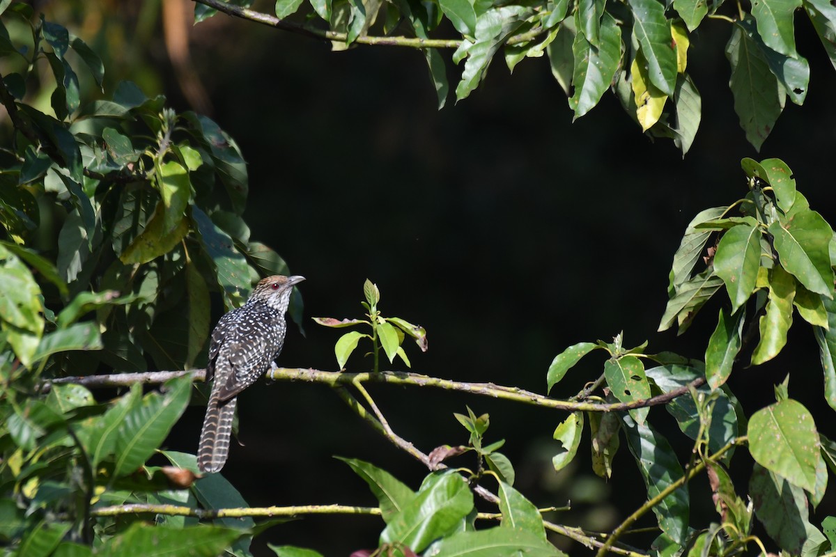 Asian Koel - ML225431871