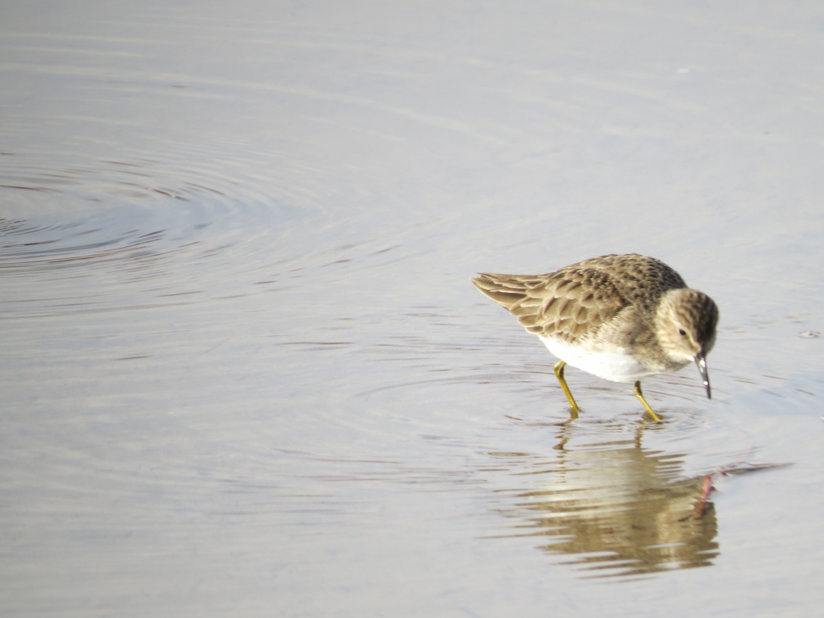 Least Sandpiper - Lance and Joan Smith