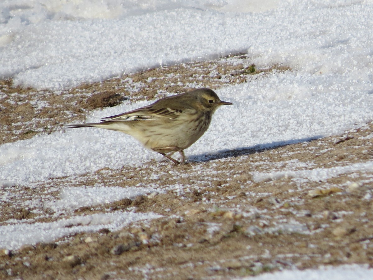 American Pipit - Lance and Joan Smith