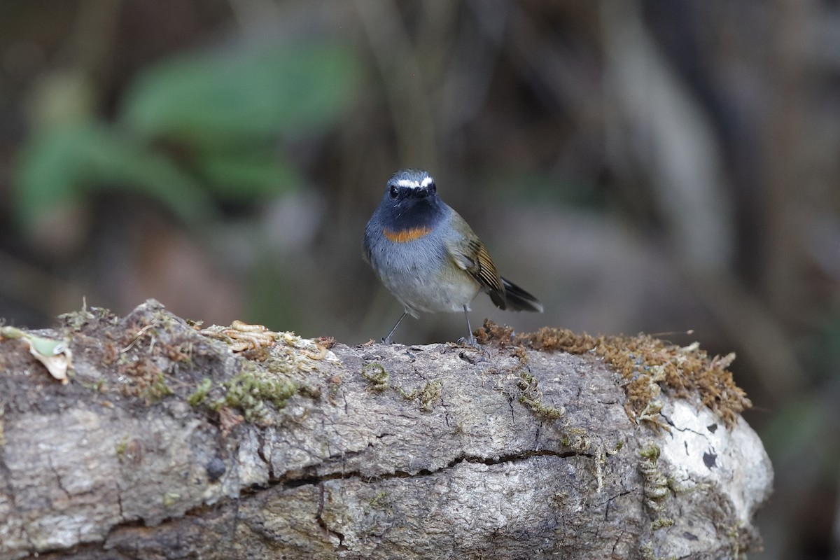 Rufous-gorgeted Flycatcher - ML225435201