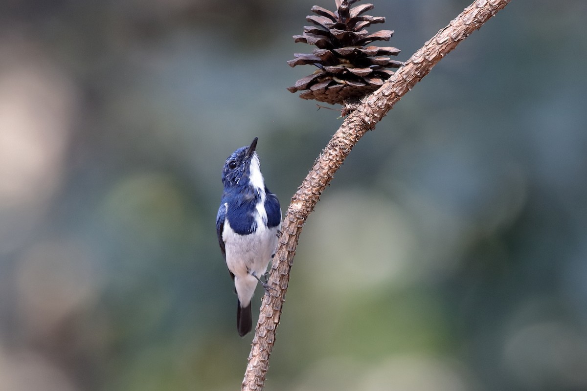 Ultramarine Flycatcher - Holger Teichmann