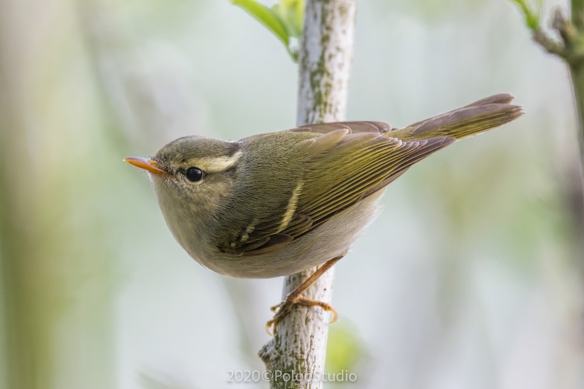 Claudia's Leaf Warbler - Wei Yan