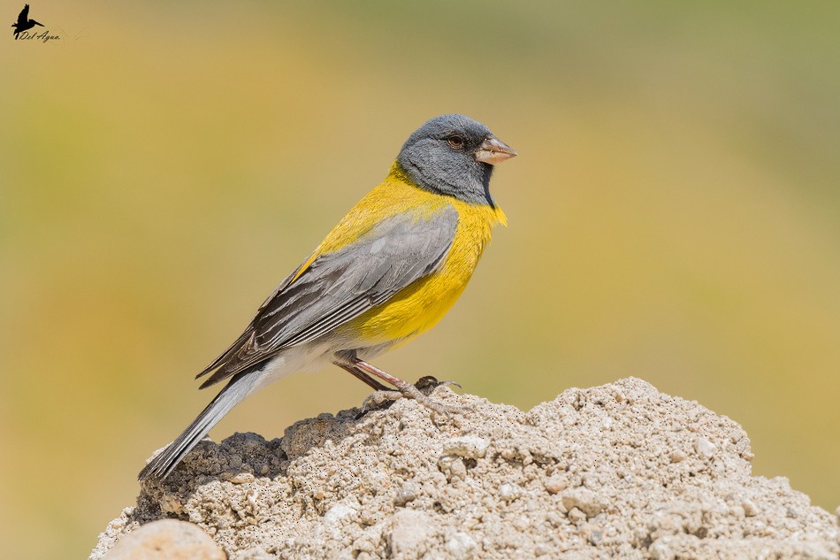 Gray-hooded Sierra Finch - ML225437111