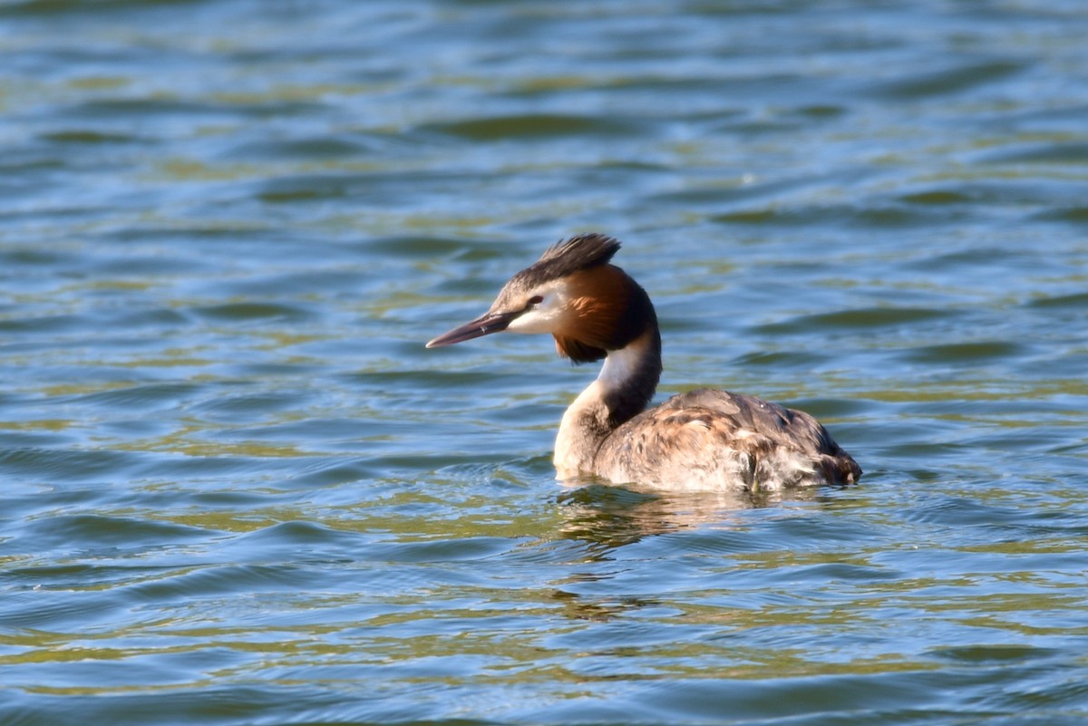 Great Crested Grebe - ML225437141