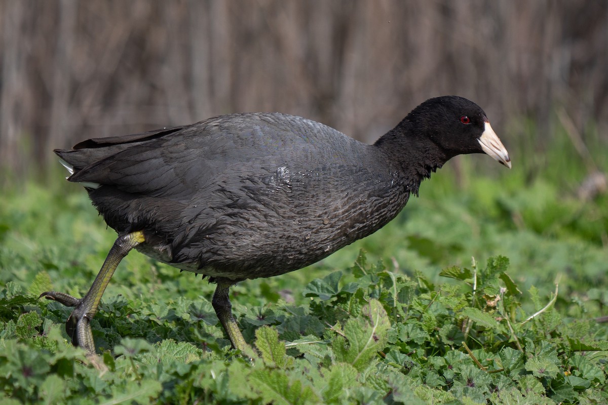 American Coot - Grace Oliver