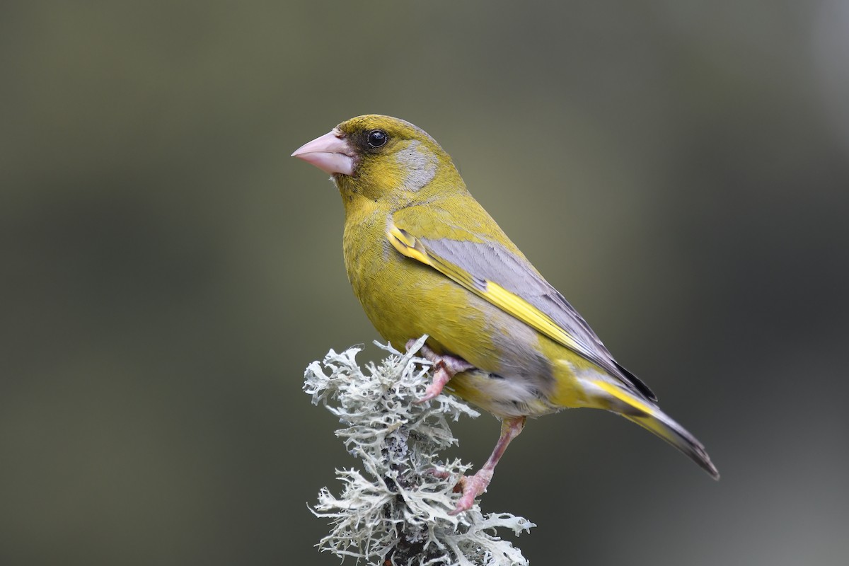 European Greenfinch - Santiago Caballero Carrera