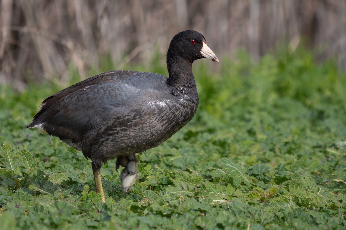 American Coot - Grace Oliver