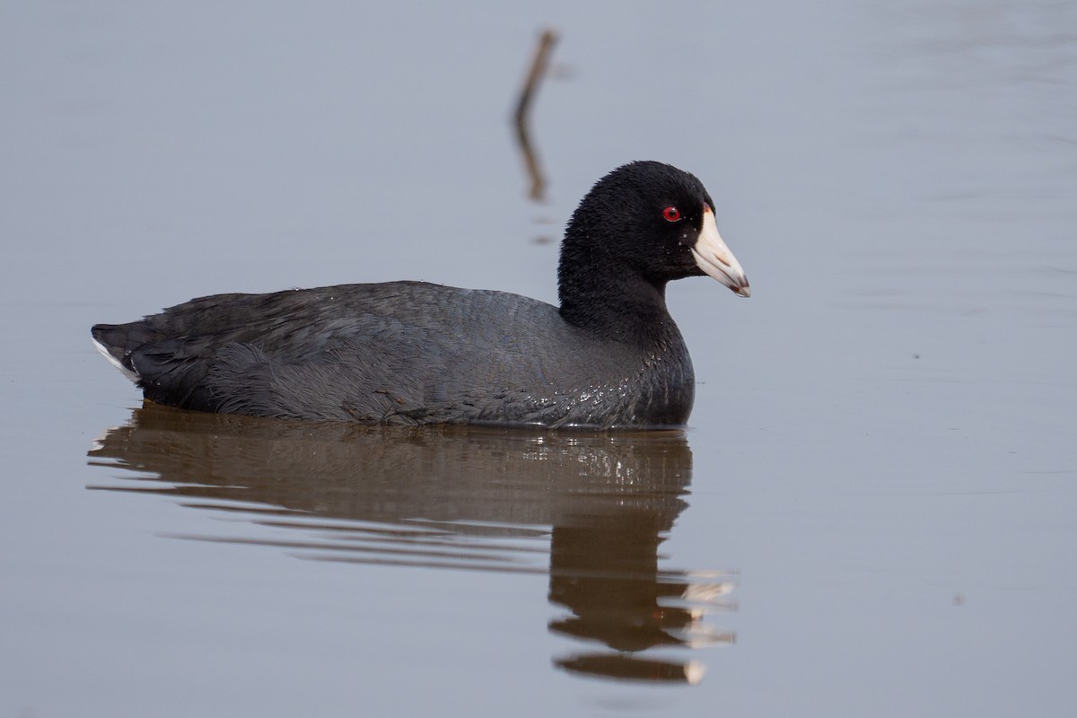 American Coot - Grace Oliver