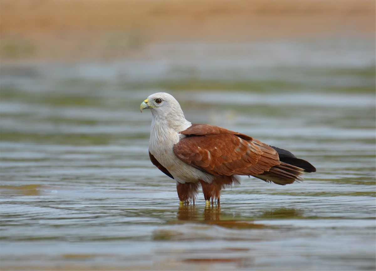 Brahminy Kite - ML225437711