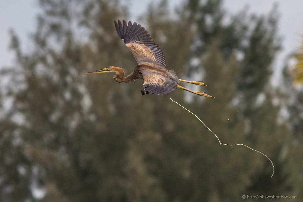 Purple Heron - ML225437981