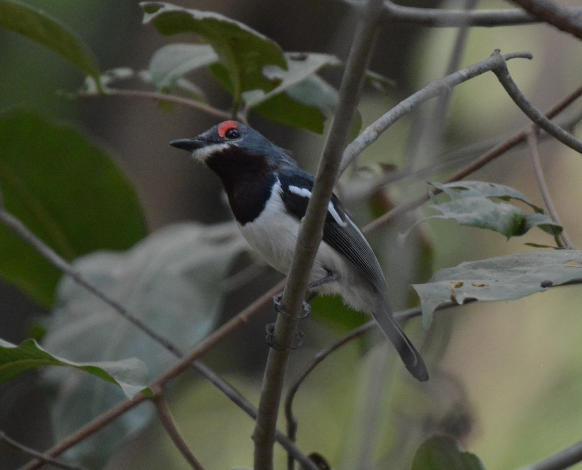 Brown-throated Wattle-eye - ML225438771