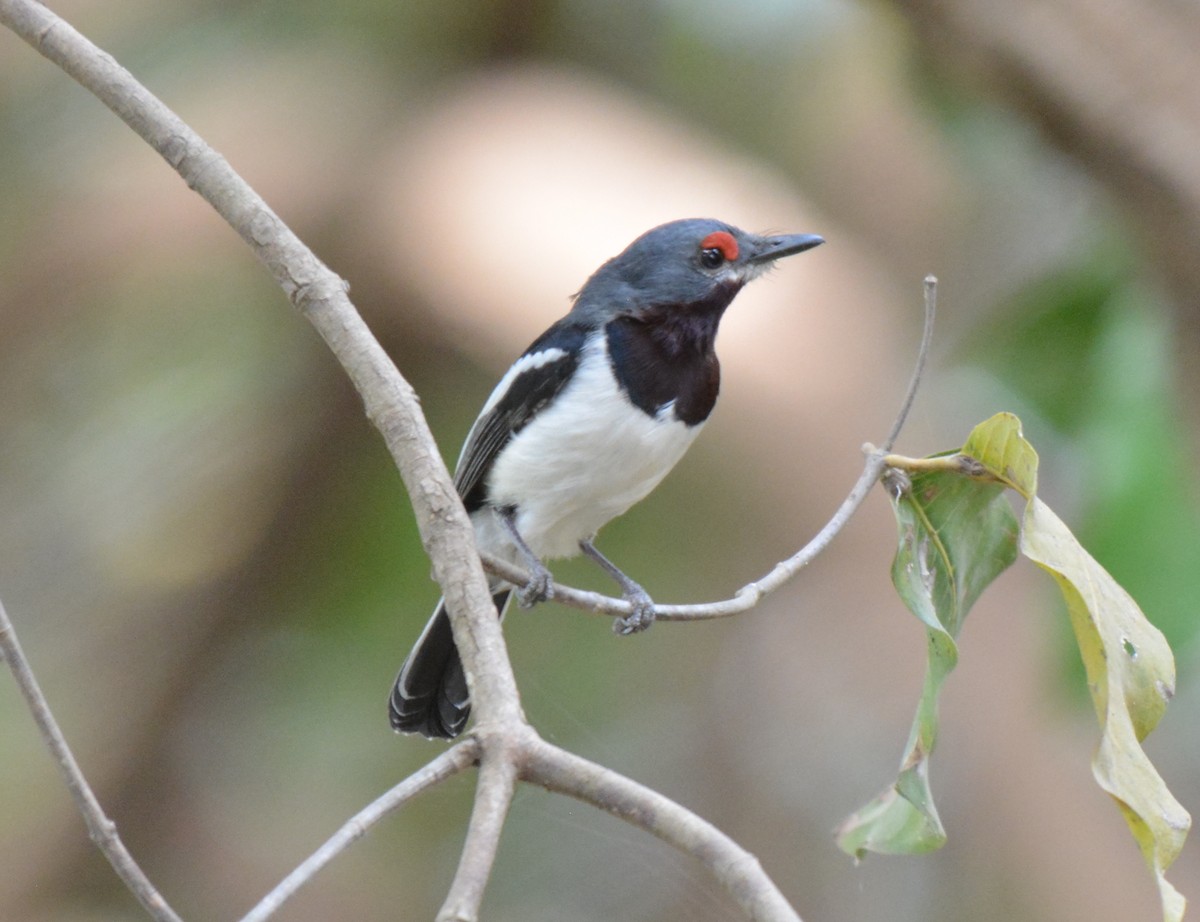 Brown-throated Wattle-eye - ML225438801