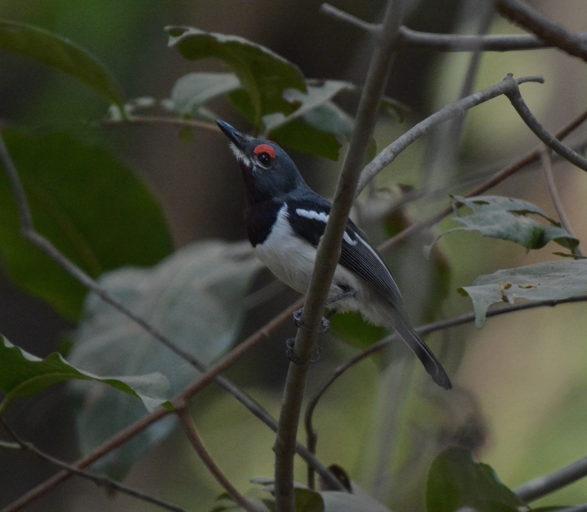 Brown-throated Wattle-eye - ML225438811