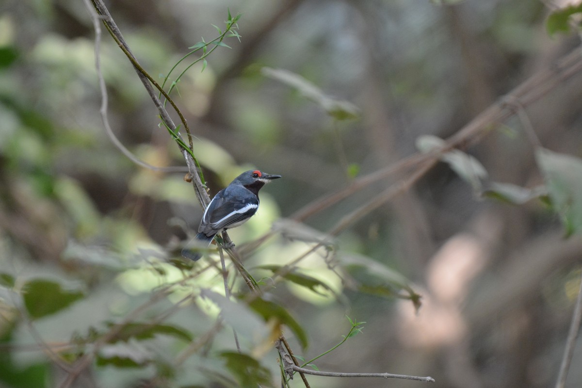 Brown-throated Wattle-eye - Frank Spooner