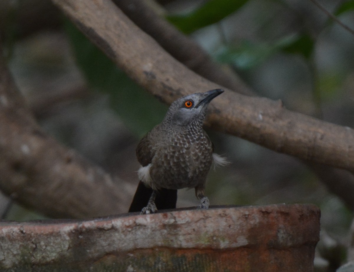 Brown Babbler - ML225439011