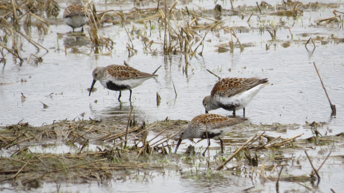 Dunlin - ML22543921